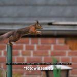 Testfotos Fujifilm XF70-300mm F4-5.6 R LM OIS WR - Eichhörnchen im Sprung 2