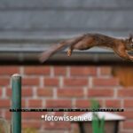 Testfotos Fujifilm XF70-300mm F4-5.6 R LM OIS WR - Eichhörnchen im Sprung 4