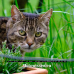 Testfotos Fujifilm XF70-300mm F4-5.6 R LM OIS WR - Katze