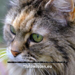 Testfotos Fujifilm XF70-300mm F4-5.6 R LM OIS WR - Auge