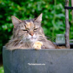 Katze Scarlett