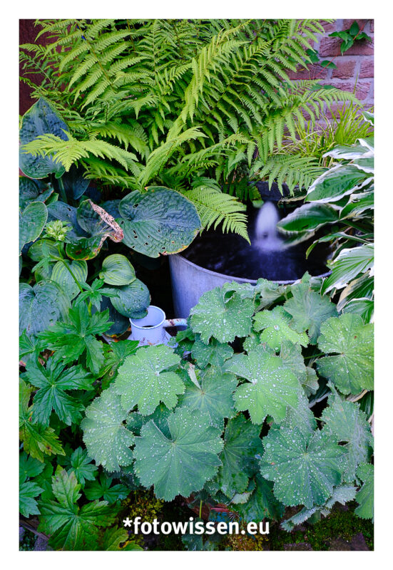 Garten fotografieren ganz einfach 210807-5012-c1 Garten fotografieren ganz einfach