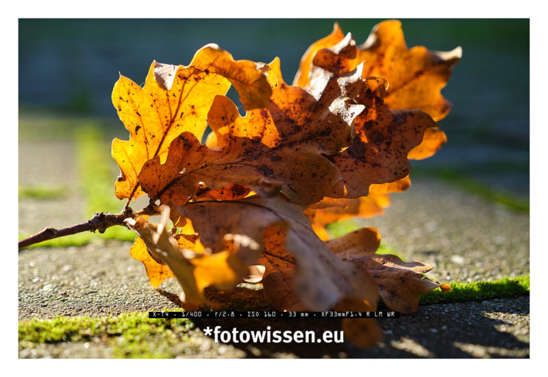 Herbstlaub fotografieren und Kraft tanken - 211024-5058-c1-c1 Herbstlaub fotografieren und Kraft tanken - 211024-5058-c1-c1