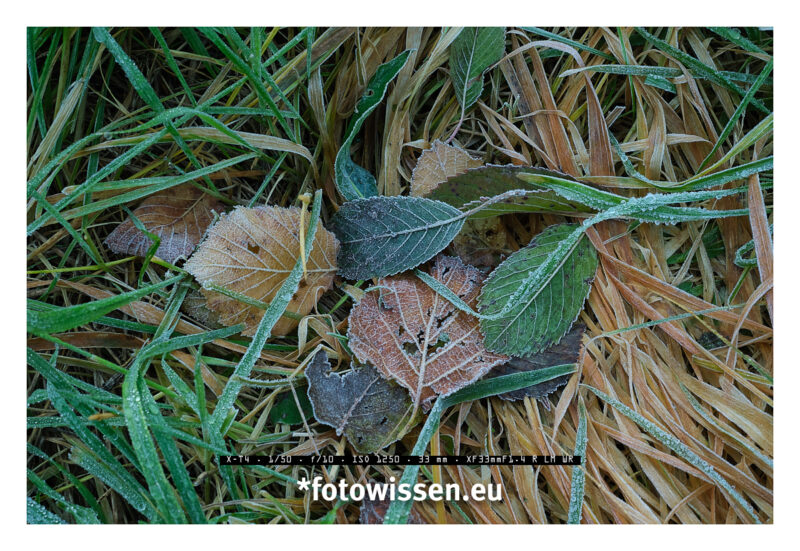 Herbstlaub fotografieren und Kraft tanken - 211025-5103-c1-c1 Herbstlaub fotografieren und Kraft tanken - 211025-5103-c1-c1