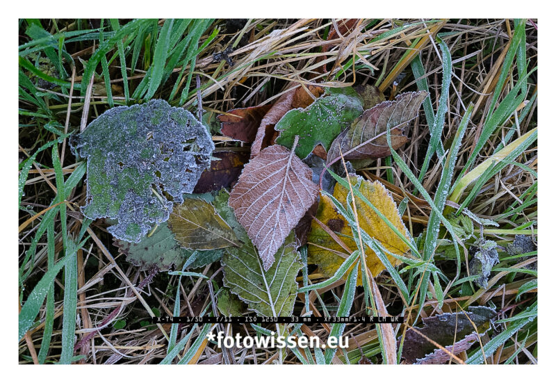 Herbstlaub fotografieren und Kraft tanken - 211025-5137-c1-c1 Herbstlaub fotografieren und Kraft tanken - 211025-5137-c1-c1