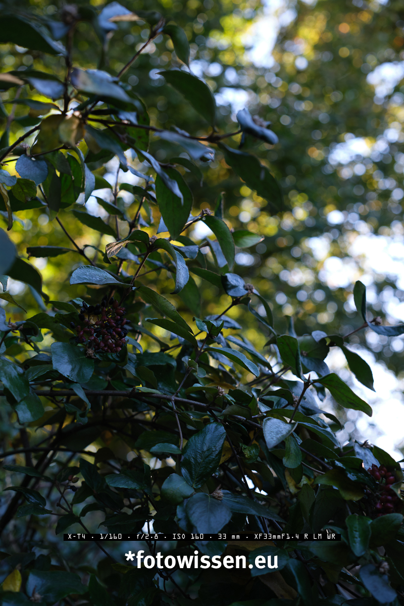Objektiv Test Bokeh Fujifilm XF33mm F1.4 bei F2.8 - *fotowissen Online