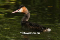 Wildlife mit RF800mm - 20211015-5341 Wildlife mit RF800mm