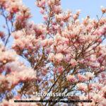 Frühlingsbeginn Fotografie - Bokeh - 220325-5222-DxO-PL5