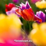 Frühlingsbild Frühblüher Tulpe