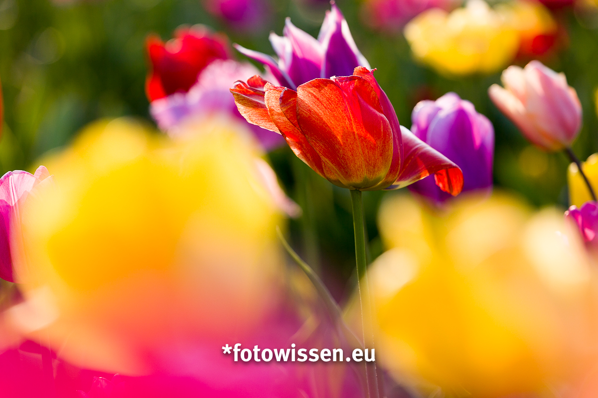 Frühlingsbild Frühblüher Tulpe