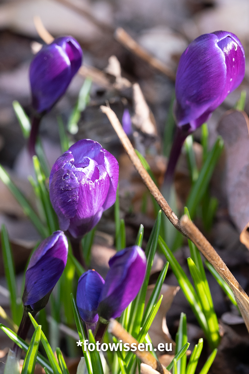 Frühlingsfoto Frühblüher Krokus