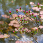 Gemeinsam Fotografieren Foto Geraldine Roskothen 220415-5028