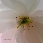 Gemeinsames Fotografieren - Foto Kira Crome #4