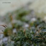 Gemeinsames Fotografieren - Foto Kira Crome #5