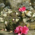 Gemeinsames Fotografieren Japanischer Garten Leverkusen #1 - Foto Kira Crome