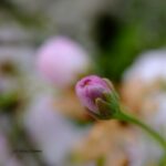 Gemeinsames Fotografieren Japanischer Garten Leverkusen #2 - Foto Kira Crome