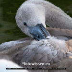 Testfoto Fuji X-H2S - 220831-5036