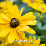 Testfoto Fuji X-H2S - 220902-5002
