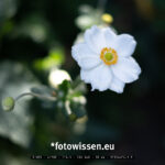 Testfoto Fuji X-H2S - 220902-5011