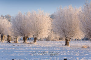 Fotografieren im Schnee ist ein riesiger Spaß. Das Foto zeigt Weiden im Schnee, die von Frost überzogen sind.