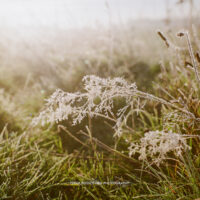 Ein atemberaubendes Winterfoto mit Hasselblad 503 fängt frostbedeckte Pflanzen auf einem sonnenbeschienenen Feld ein und zeigt zarte Eiskristalle auf schlanken Stängeln und Grashalmen. Die Farben sind einzigartig.