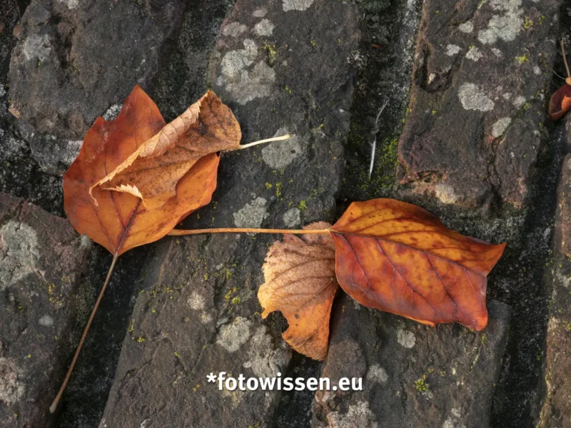 Makrofoto Mittelformat mit Fokus-Bracketing und Fokus-Stacking