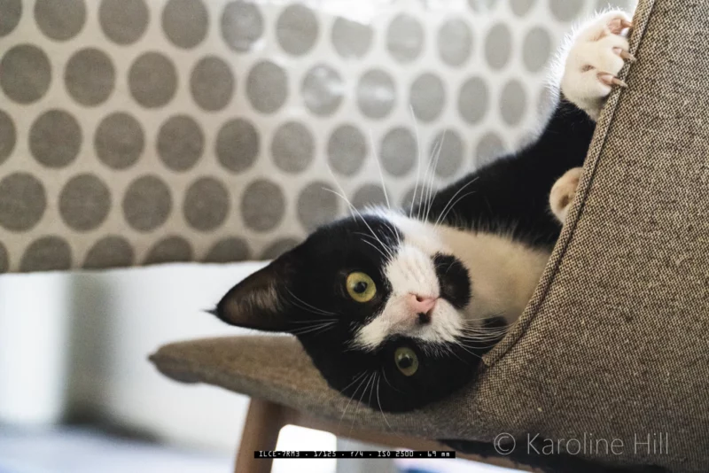 Anleitung Haustierfotografie. Katzen beim Spielen zu fotografieren, ist eine besondere Herausforderung. Nicht jedes Foto gelingt auf Anhieb. Wir müssen Geduld mit unserer Fotografie aufbringen.