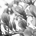 Analoges Magnolien-Schwarzweiß-Makrofoto