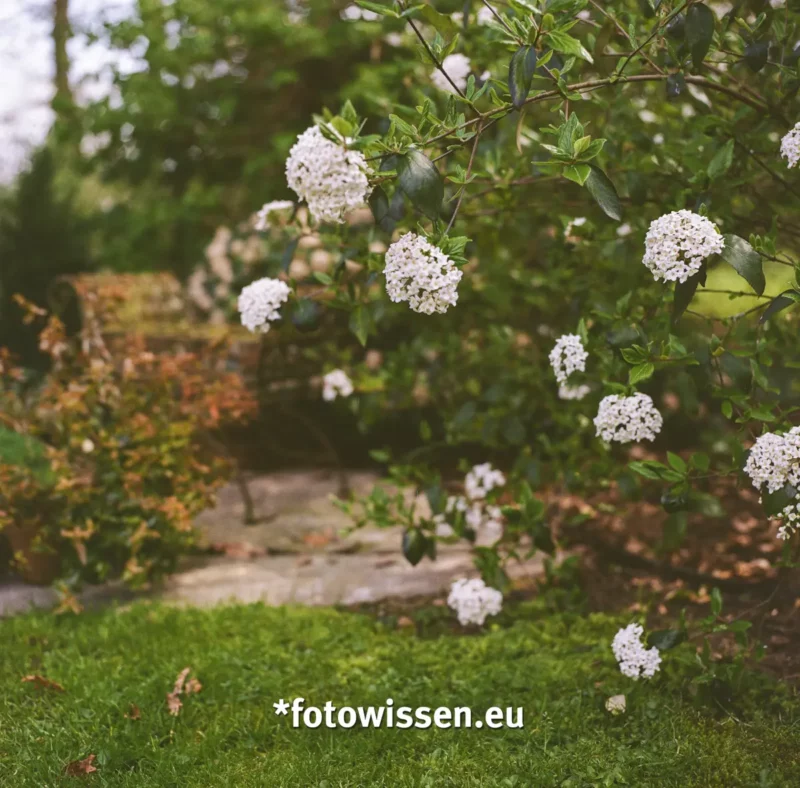 Frühlingsfotos