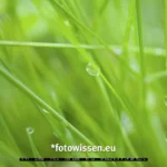 Abstrakte Naturfotografie mit dem Makroobjektiv