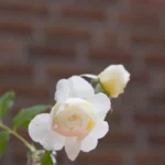 Testfoto Fuji XF 56 mm F1.2 R WR 230629 5046