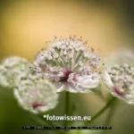 Testfoto Fuji XF 56 mm F1.2 R WR 230702 5040