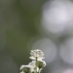 Testfoto Fuji XF 56 mm F1.2 R WR 230723 5044