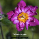 Test TTArtisan 100mm F2.8 M42 mit Fuji X T5 230823 5041