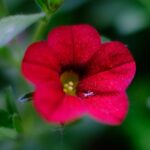 makro-photographie-mehr-oder-weniger-abstrakt-abendrot-ii