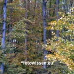 Panoramafoto GFX100 II