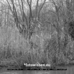 Foto-Spaziergang durch die niederrheinische Triefebene