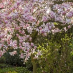 Frühlingsfotos Blüte