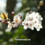 Testfoto X100VI Filmsimulation Provia