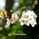 Testfoto X100VI Filmsimulation Velvia