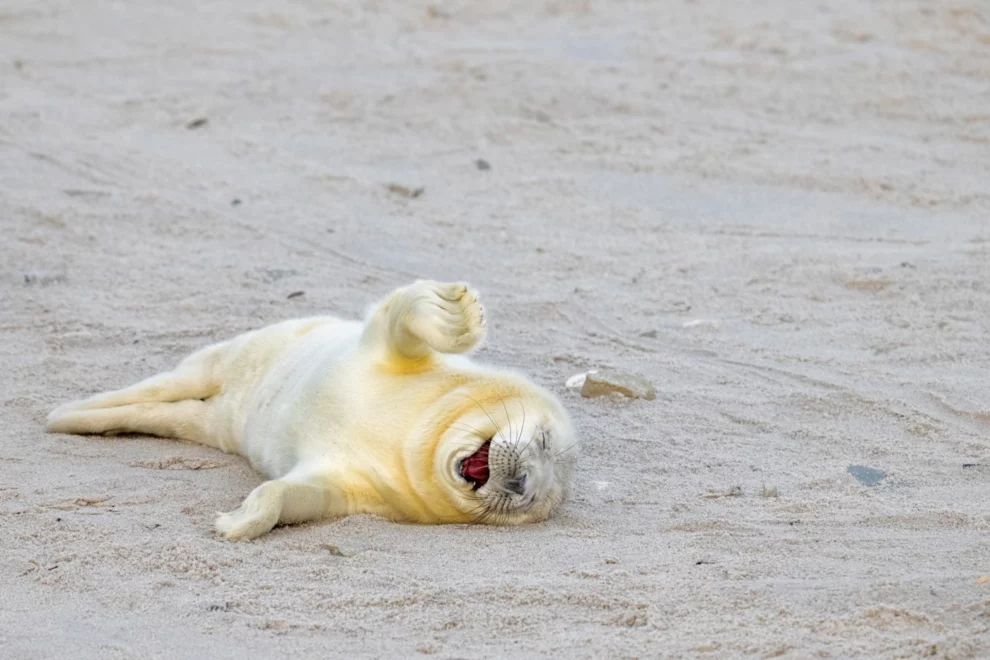 © Ingo-Hamann / Nikon Comedy Wildlife - Laughing outloud