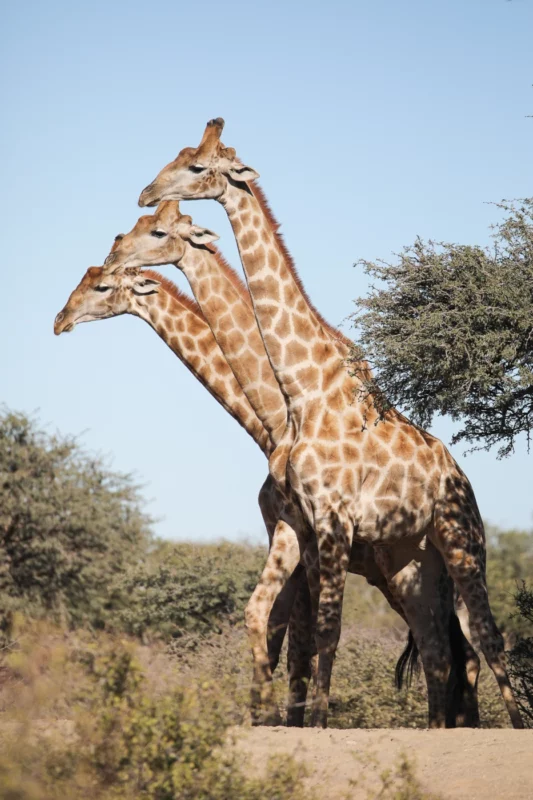 © John-Mullineux / Nikon Comedy Wildlife - Three heads are better than one