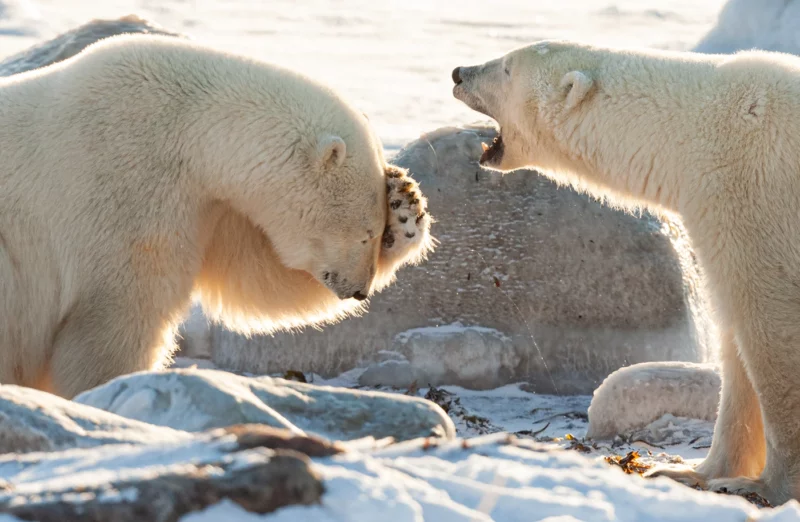 © Wendy-Kaveney / Nikon Comedy Wildlife - Did You Hear the One About The....?