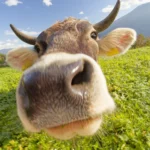 Tierfotografie - Kein Haustier im herkömmlichen Sinne, aber nah dran.