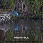Canon R5 Mark II Test Wildlifefotografie Eisvogel