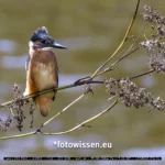Punker-Eisvogel. Dieser Eisvogel sieht so aus, als hätte er sich eine Punkerfrisur geföhnt. Tatsächlich ist es an dem Tag stark windig.