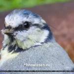 Testfoto RF 200-800 100 Prozent Ausschnitt mit Topaz Photo AI bearbeitet