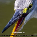 Testfotos RF 200-800 Graureiher - 100% Ansicht