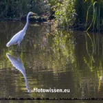 Testfotos RF 200-800 Silberreiher, Originalfoto