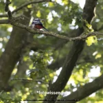 Voraufnahme Test R5 Mark II